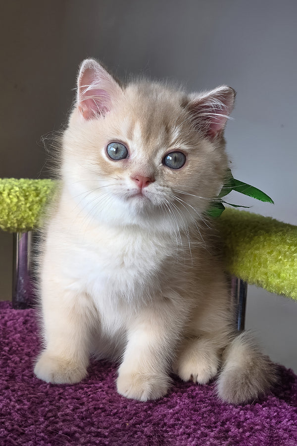 Oliver | British Shorthair Kitten