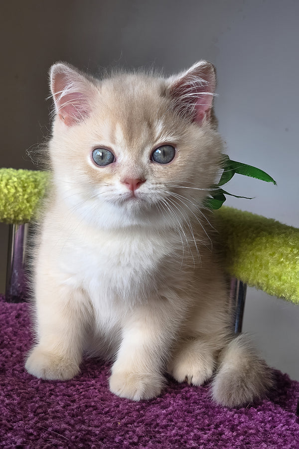 Oliver | British Shorthair Kitten