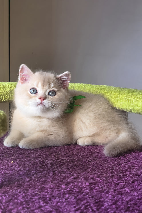 Oliver | British Shorthair Kitten