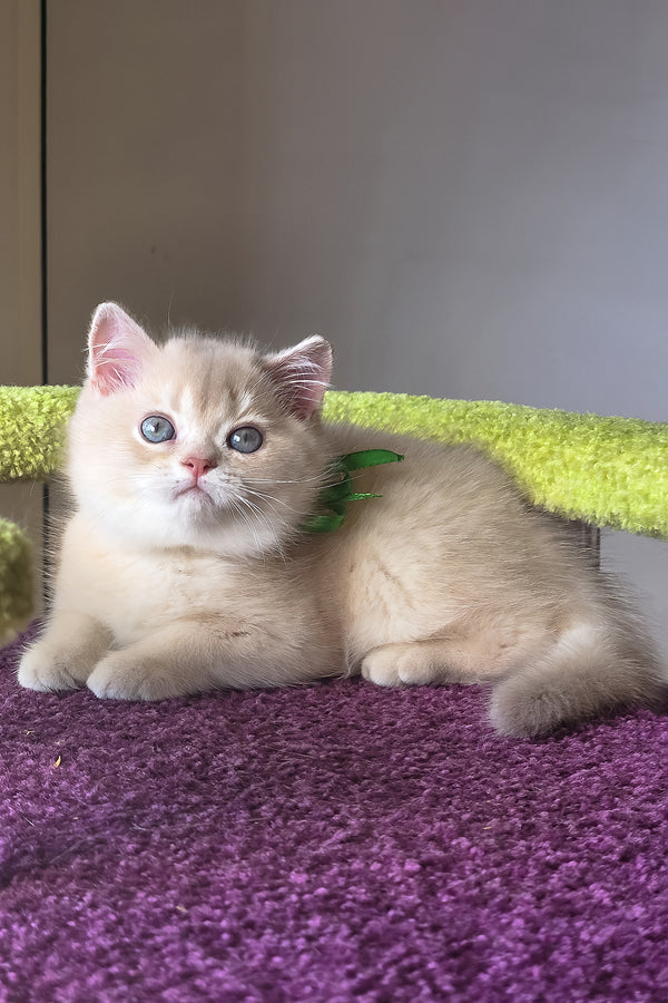 Oliver | British Shorthair Kitten