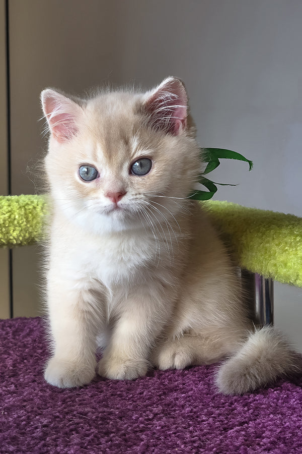 Oliver | British Shorthair Kitten