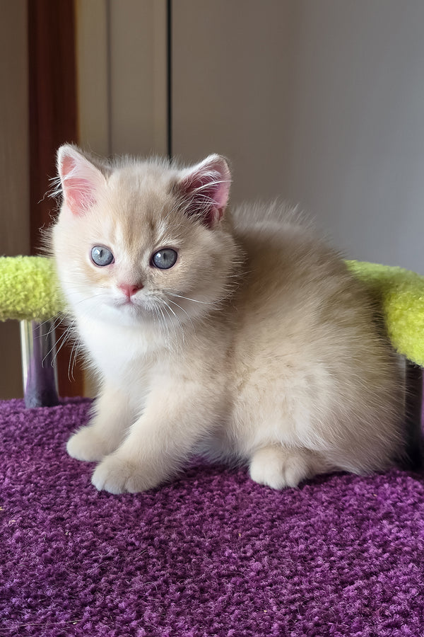 Oliver | British Shorthair Kitten