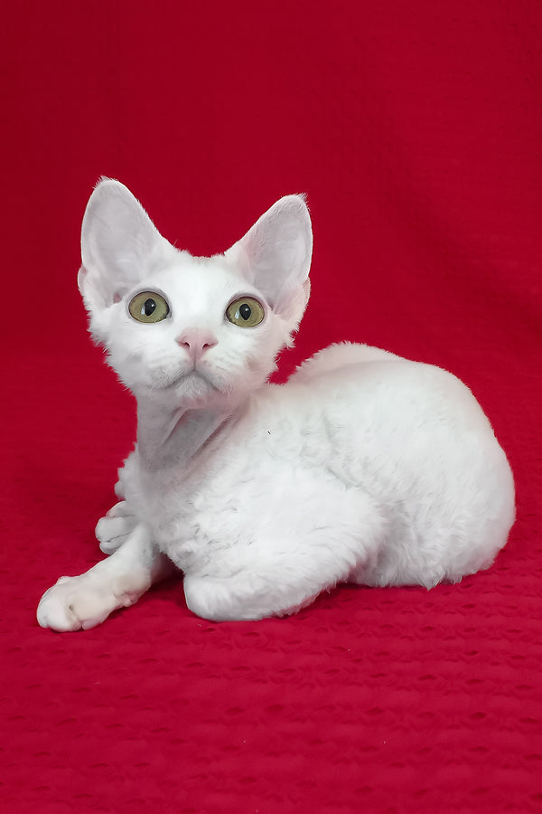 Orion | Devon Rex Kitten