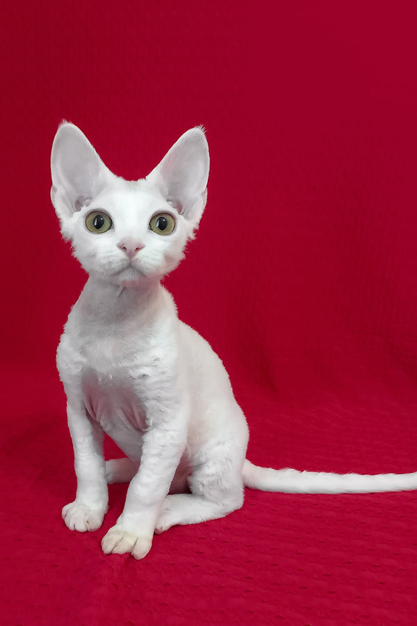 Orion | Devon Rex Kitten