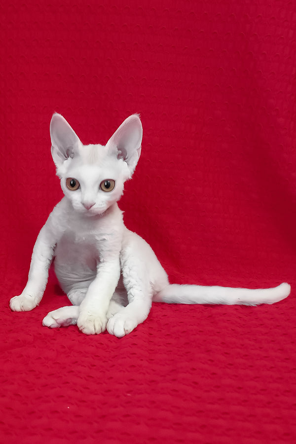 Orion | Devon Rex Kitten