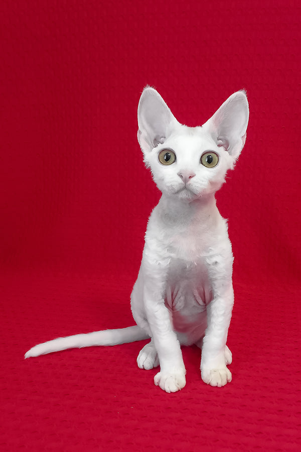 Orion | Devon Rex Kitten