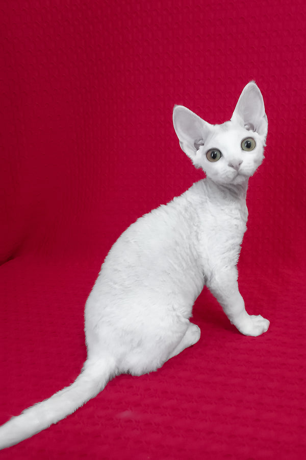 Orion | Devon Rex Kitten