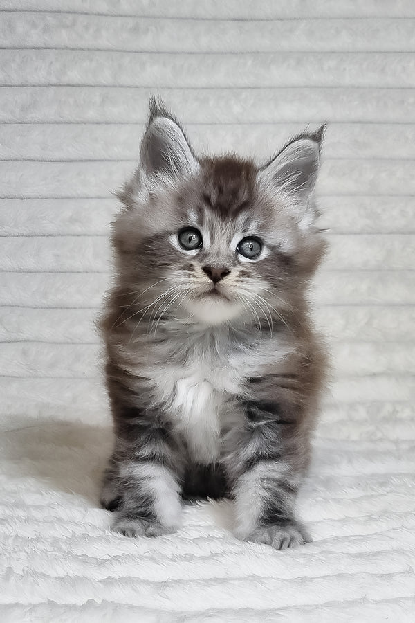 Olivia | Maine Coon Kitten