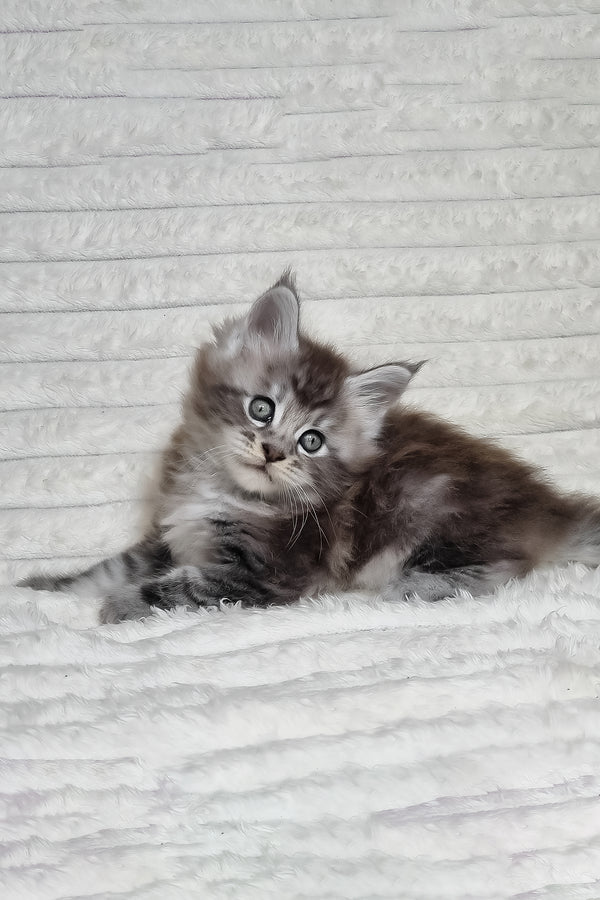 Olivia | Maine Coon Kitten
