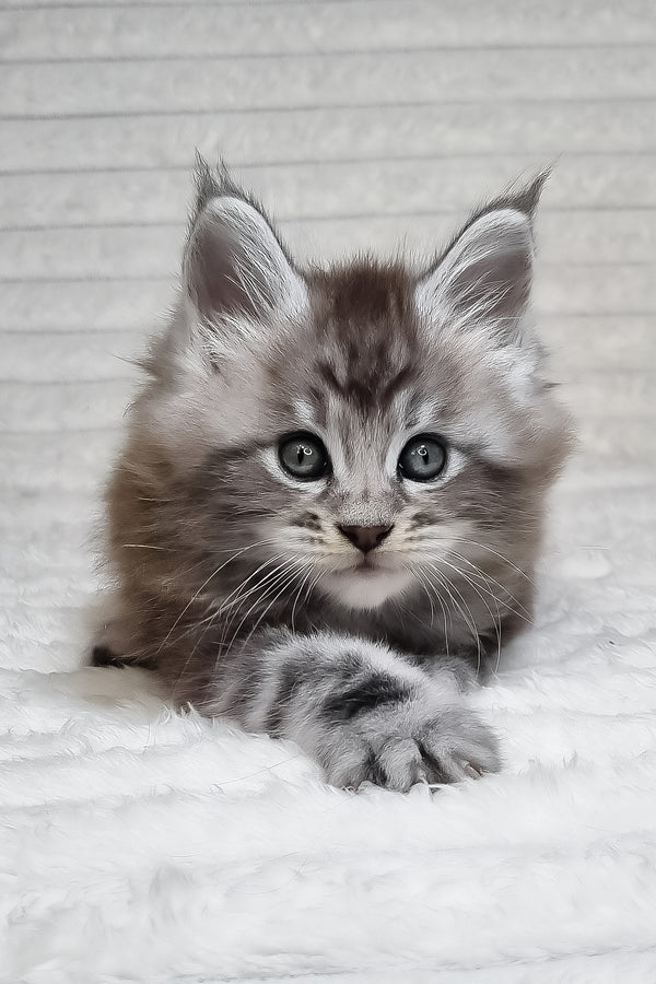 Olivia | Maine Coon Kitten
