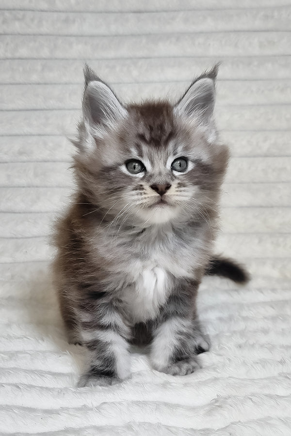 Olivia | Maine Coon Kitten