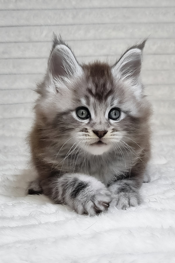 Olivia | Maine Coon Kitten
