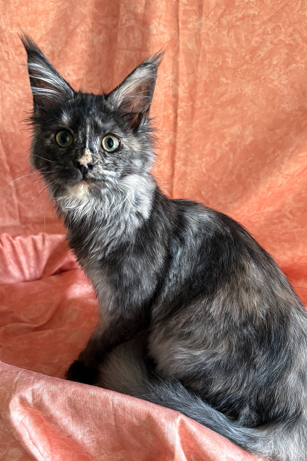 Olivia | Polydactyl Maine Coon Kitten
