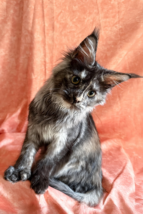 Olivia | Polydactyl Maine Coon Kitten