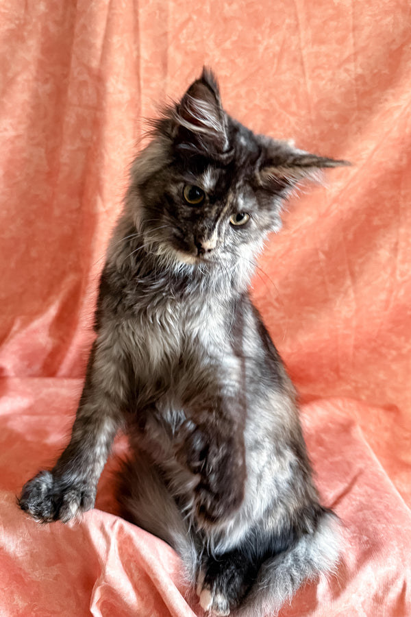 Olivia | Polydactyl Maine Coon Kitten