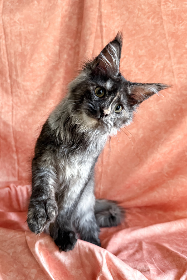 Olivia | Polydactyl Maine Coon Kitten