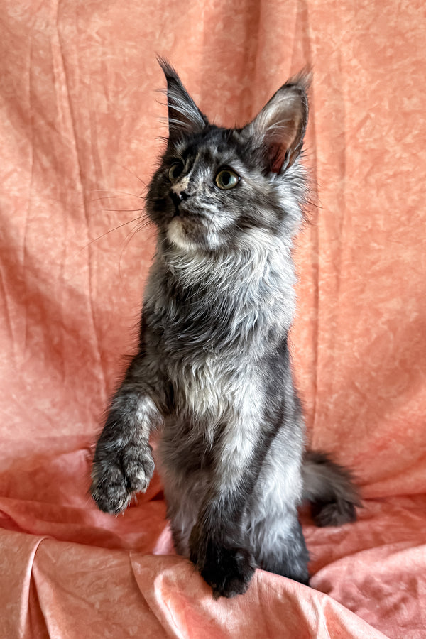 Olivia | Polydactyl Maine Coon Kitten