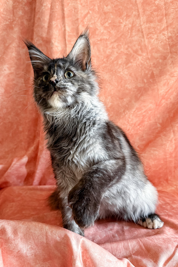 Olivia | Polydactyl Maine Coon Kitten