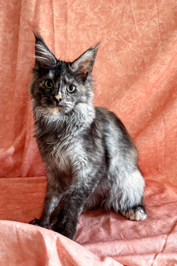 Olivia | Polydactyl Maine Coon Kitten