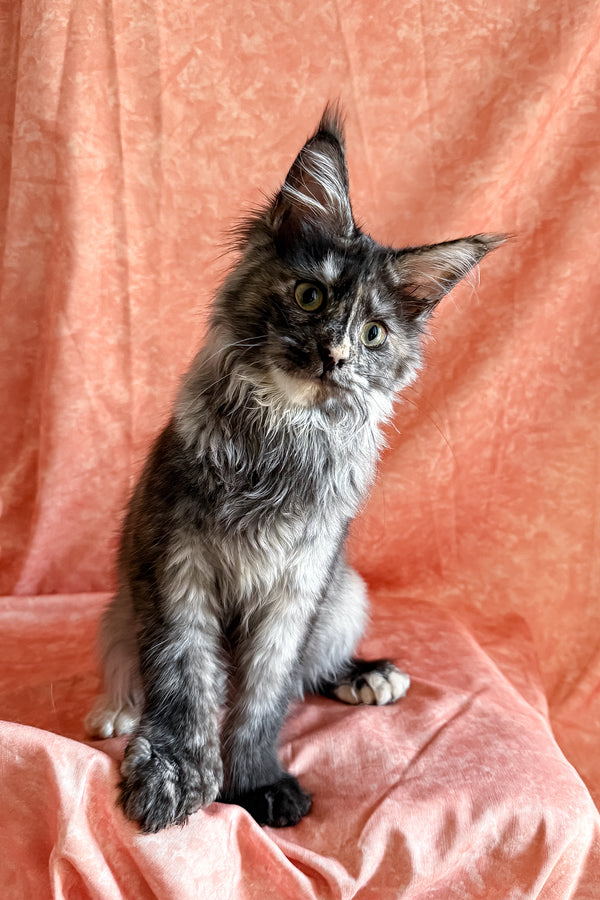 Olivia | Polydactyl Maine Coon Kitten