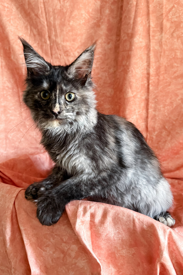 Olivia | Polydactyl Maine Coon Kitten