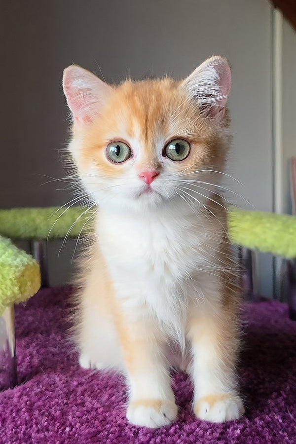 Odelia | British Shorthair Kitten