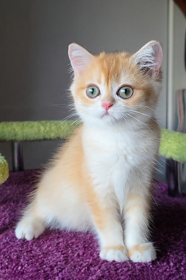 Odelia | British Shorthair Kitten