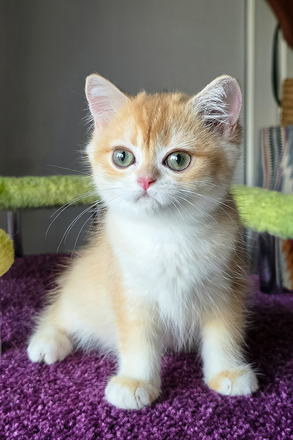 Odelia | British Shorthair Kitten