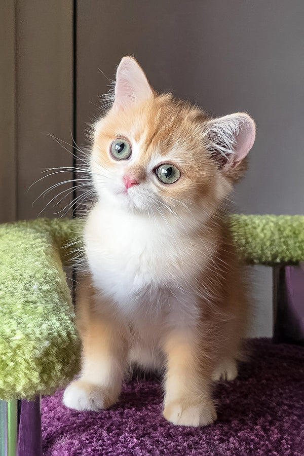 Odelia | British Shorthair Kitten