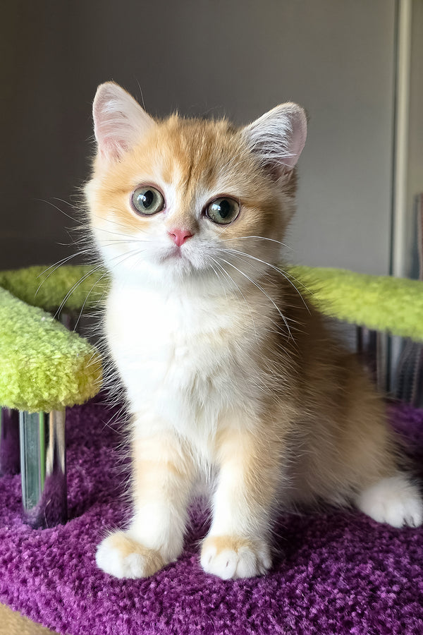 Odelia | British Shorthair Kitten