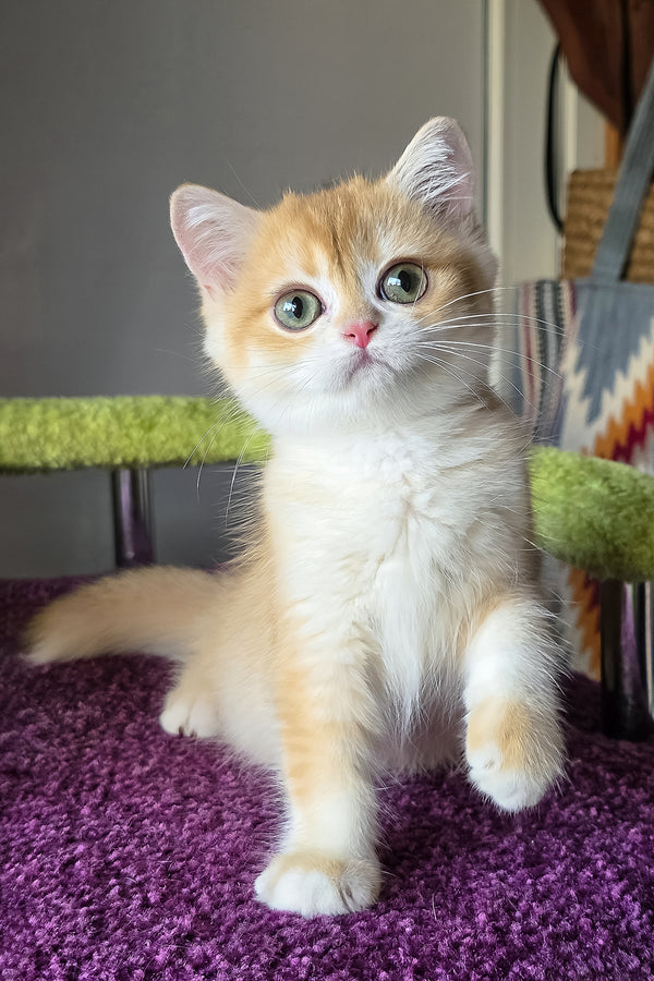 Odelia | British Shorthair Kitten