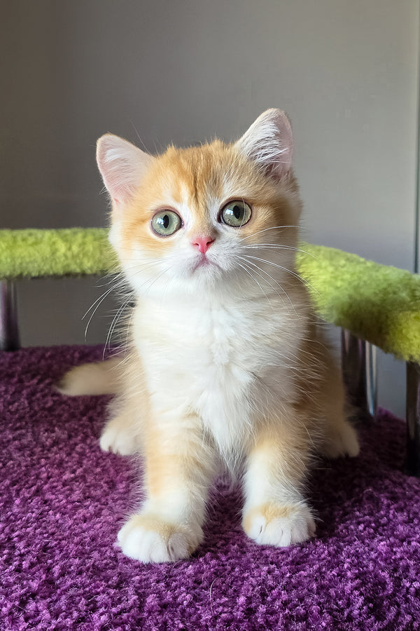 Odelia | British Shorthair Kitten