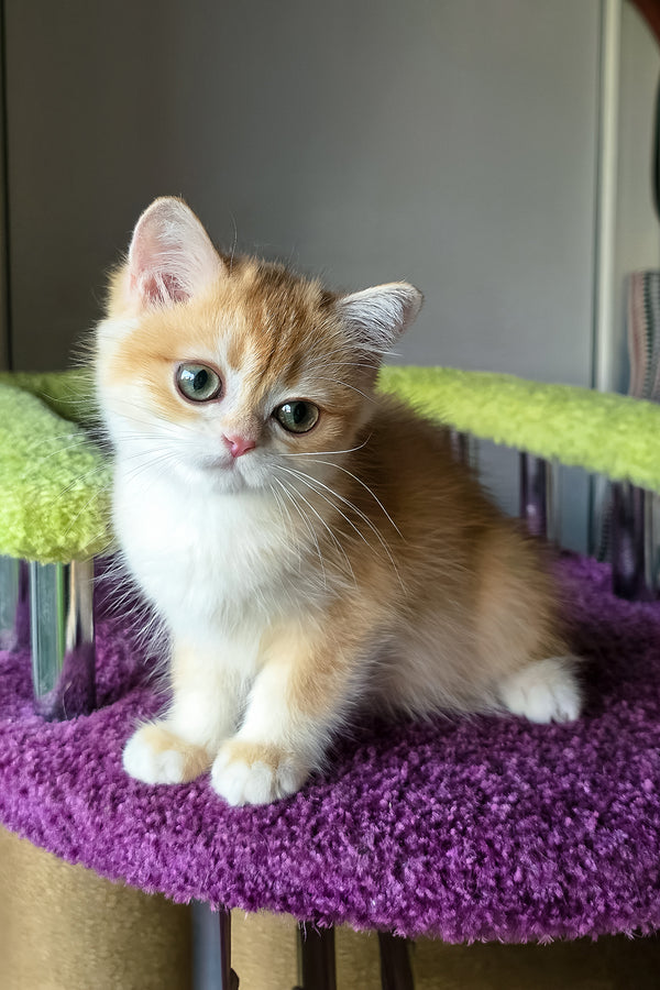 Odelia | British Shorthair Kitten