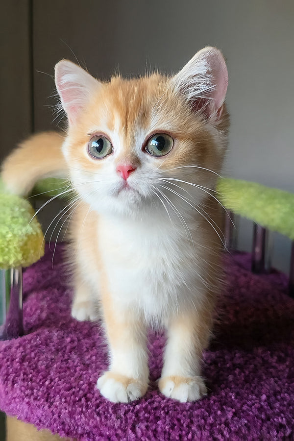 Odelia | British Shorthair Kitten