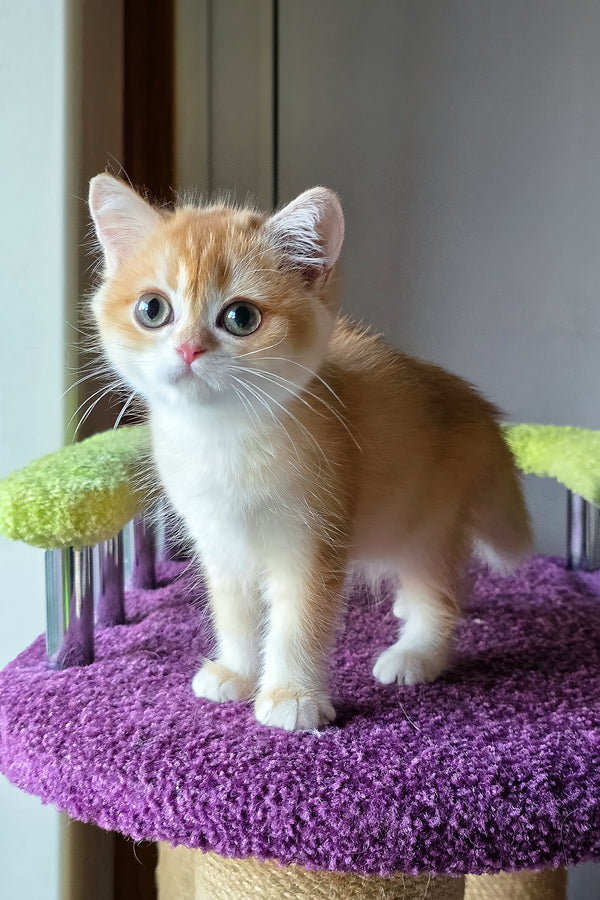 Odelia | British Shorthair Kitten