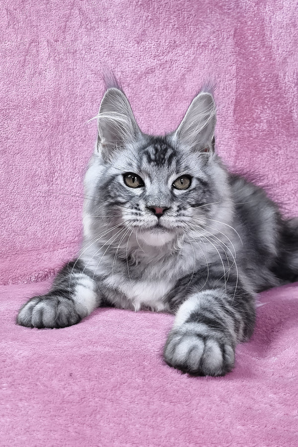 Olivia | Maine Coon Kitten