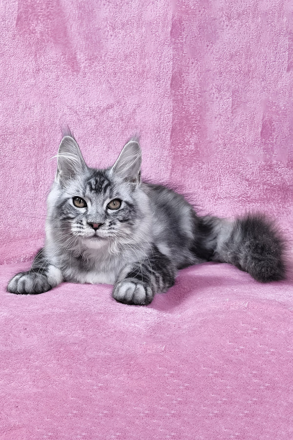 Olivia | Maine Coon Kitten