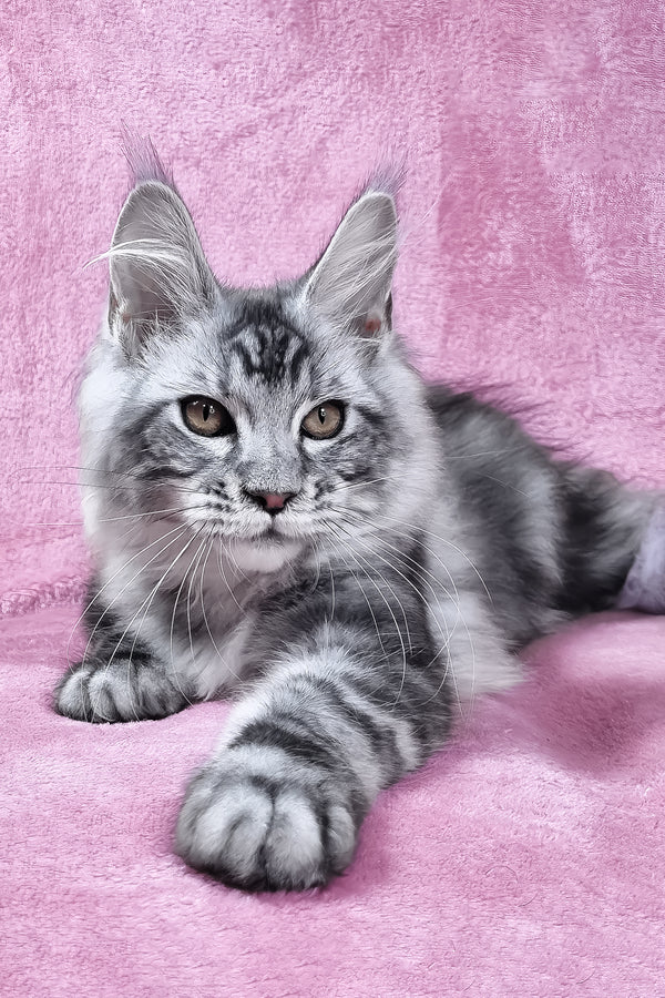 Olivia | Maine Coon Kitten