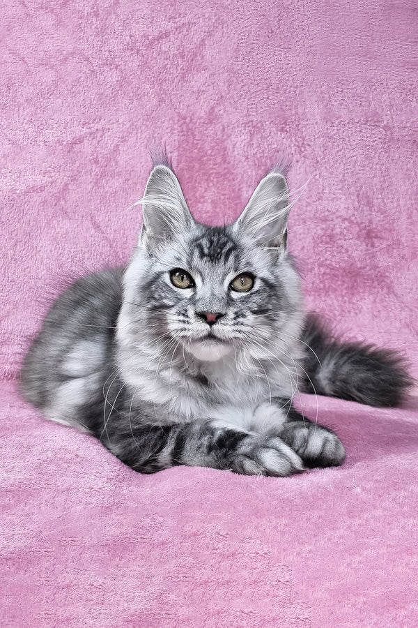 Olivia | Maine Coon Kitten