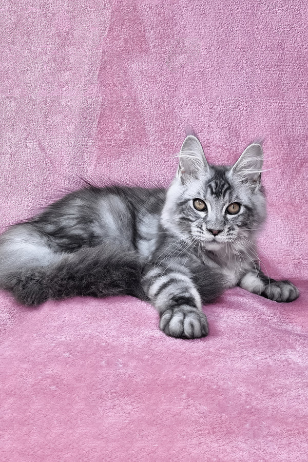 Olivia | Maine Coon Kitten