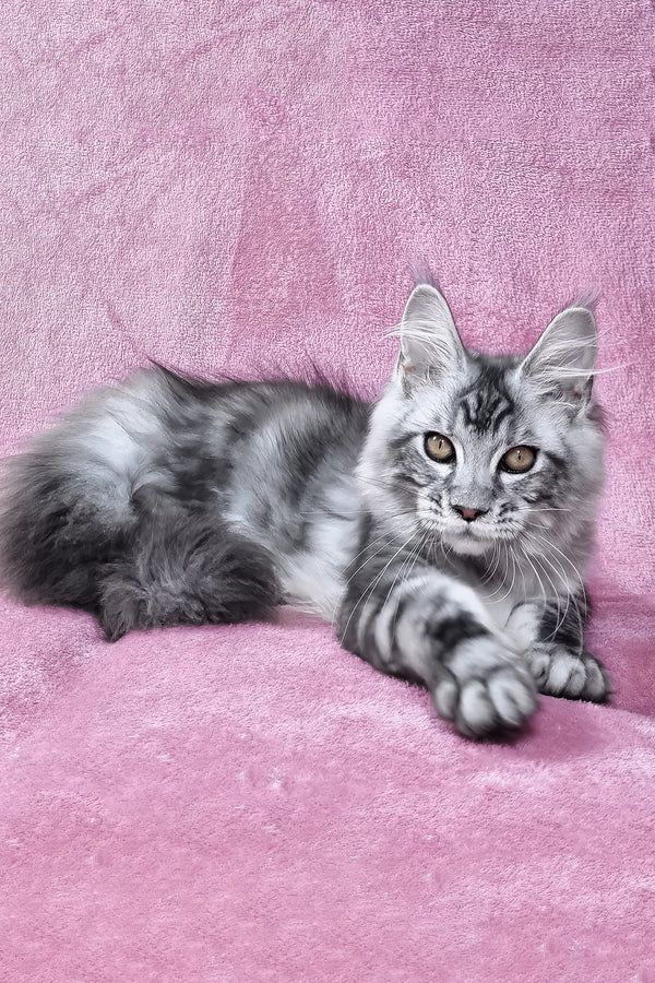 Olivia | Maine Coon Kitten