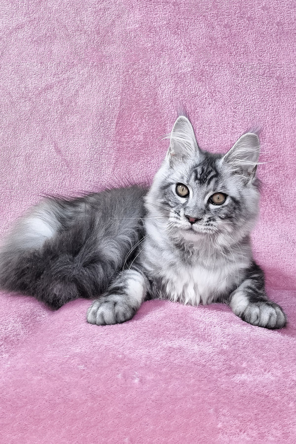Olivia | Maine Coon Kitten