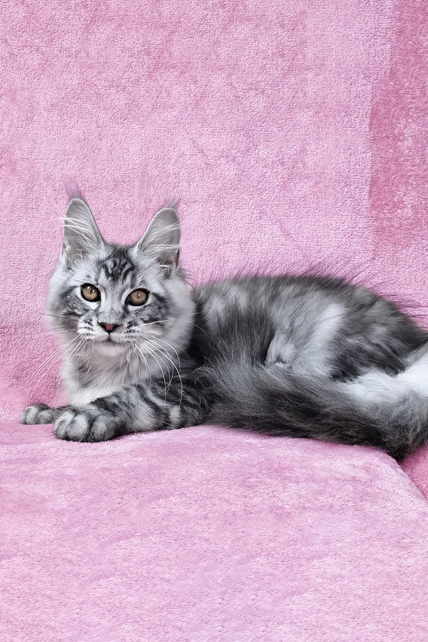 Olivia | Maine Coon Kitten