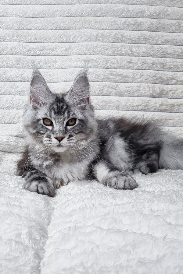 Olivia | Maine Coon Kitten