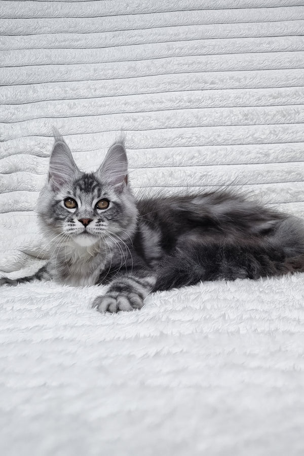 Olivia | Maine Coon Kitten