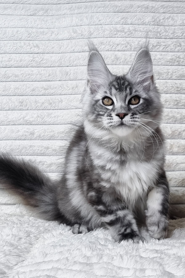 Olivia | Maine Coon Kitten