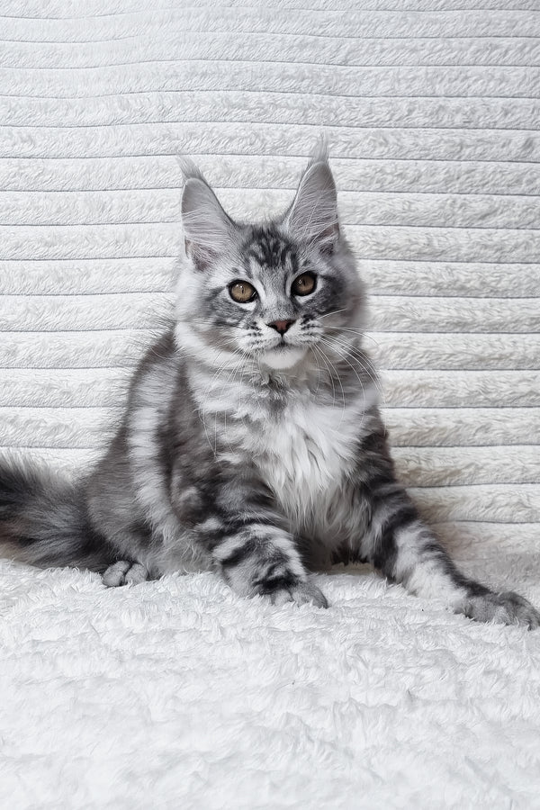 Olivia | Maine Coon Kitten