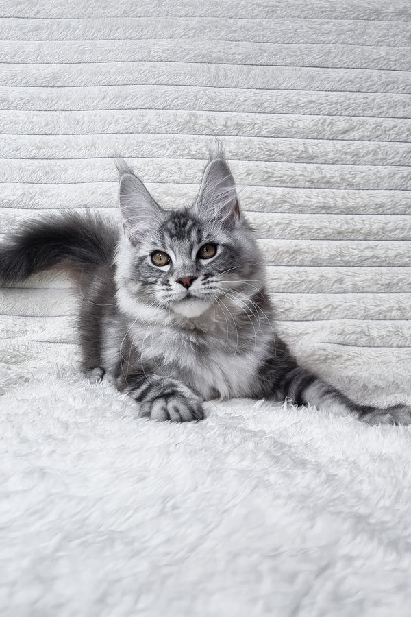 Olivia | Maine Coon Kitten
