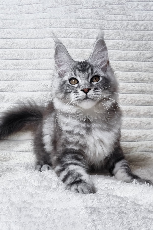 Olivia | Maine Coon Kitten