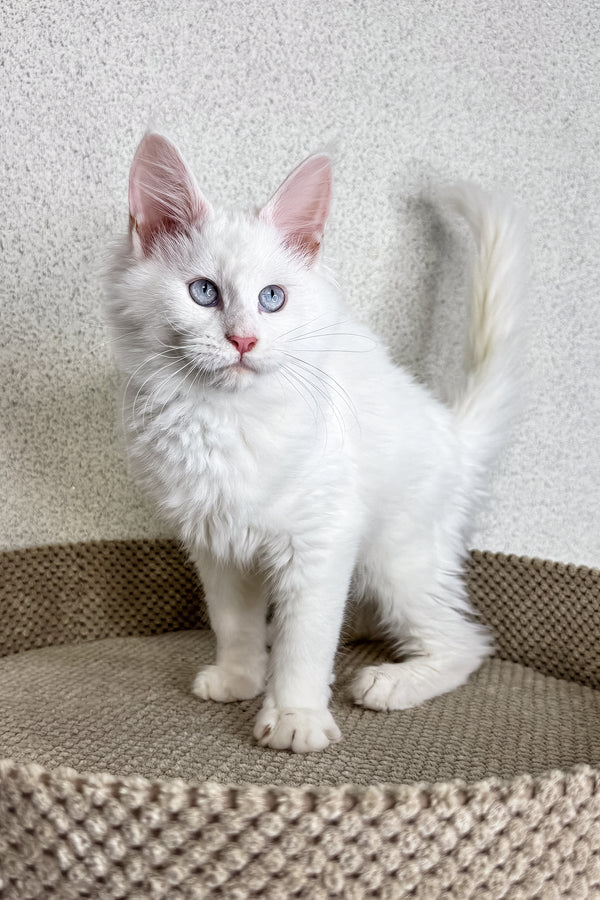 Olly | Maine Coon Kitten